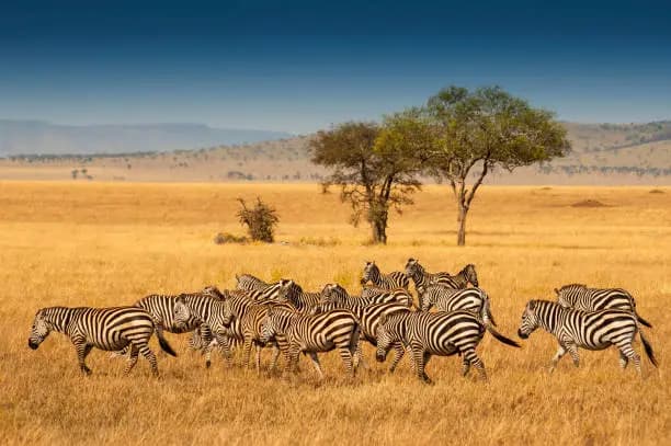 Tanzania Mainland: Best for Safari & Adventure